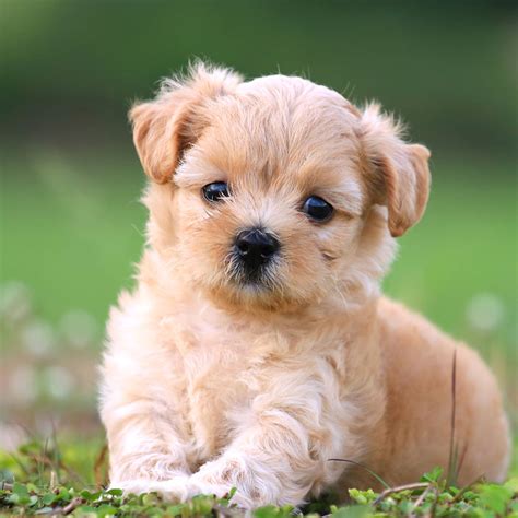 Poodle Mix Puppies For Sale Austin Tx