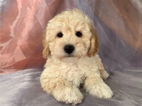 Poodle Mix Puppies For Sale In Iowa