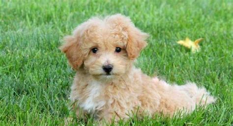 Poodle Mix Puppies Pa