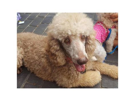 Poodle Puppies For Sale Augusta Ga