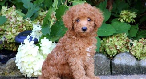 Poodle Puppies For Sale In Oklahoma