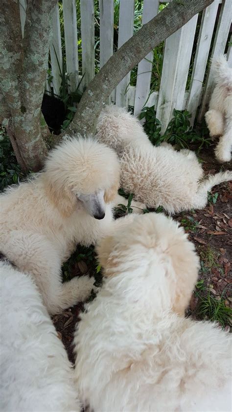 Poodle Puppies For Sale In Pensacola Fl
