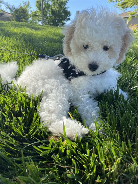 Poodle Puppies For Sale In Sacramento Ca