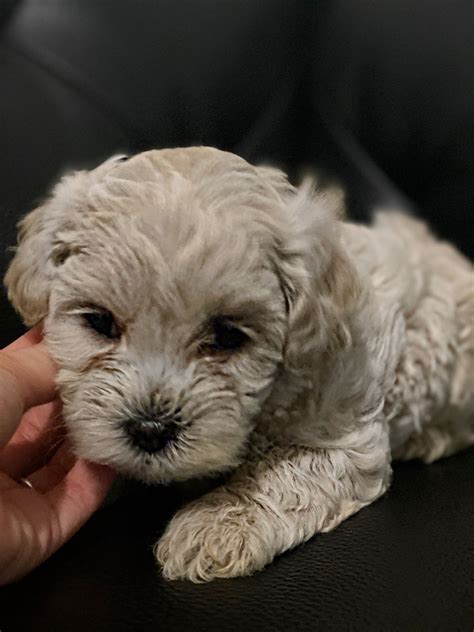 Poodle Puppies For Sale Miami