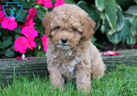 Poodle Puppies For Sale New Jersey