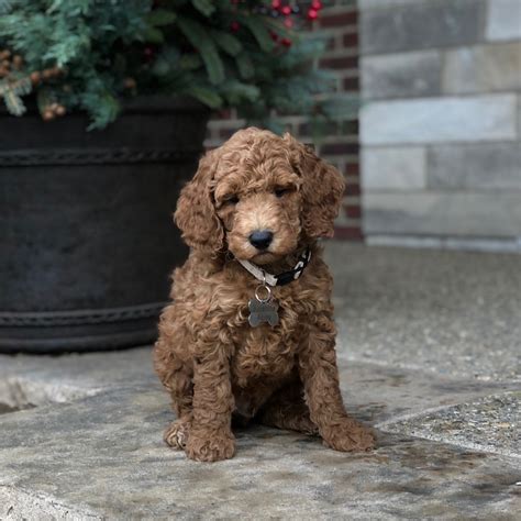 Poodle Puppies Nh