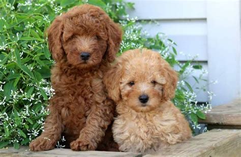 Poodle Small Puppies