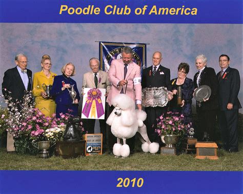 Poodle club of america. Nancy Laurent | 5044 Maple Leaf Dr., Benton, AR 72019 | (504) 858-9651 | laurent2901@bellsouth.net 