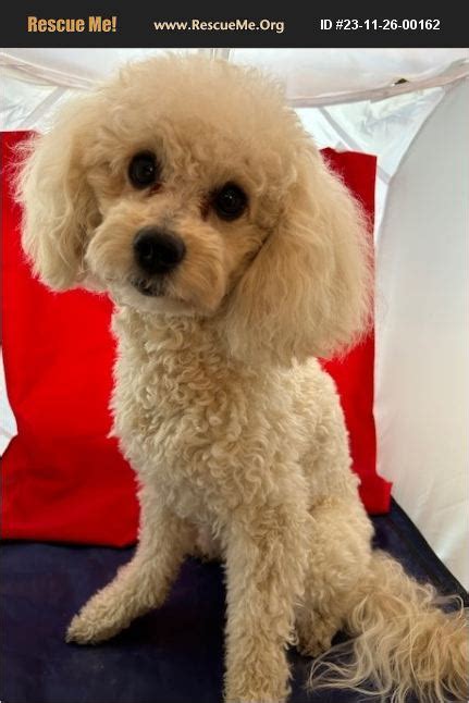 Poodle rescue dfw. For the safety of our small breed dogs and based on our past experiences, we will not place any of our small dogs in homes with large breed dogs. CAMO rescue is a 501c3 whose primary focus is rescuing small dogs from the euthanasia list from high kill TX shelters. EIN # is 46-5486022. Subscribe for monthly emails from CAMO Rescue. 