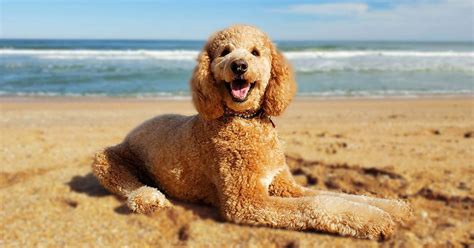 Poodle rescue florida. Things To Know About Poodle rescue florida. 
