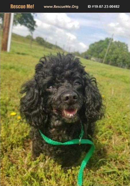 Poodle rescue in nc. - North Carolina Dog Rescue - ADOPTIONS - Rescue Me! 1,048,057 Dogs adopted on Rescue Me! Donate HURRICANE EMERGENCY... PETS NEED YOUR HELP... Donate Adopt Dogs in North Carolina Filter 1 2 3 4 5 6 7 8 9 10 11 12 13 14 15 16 17 18 19 20 21 22 23 24 25 Chihuahua This darling little chi boy is 10 months old and 8 pounds of all spunk. 