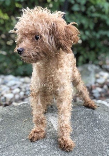 Poodle (Miniature) shelters & rescues in Indiana. There are animal shelters and rescues that focus specifically on finding great homes for Poodle (Miniature) puppies in Indiana. Browse these Poodle (Miniature) rescues and shelters below.. 