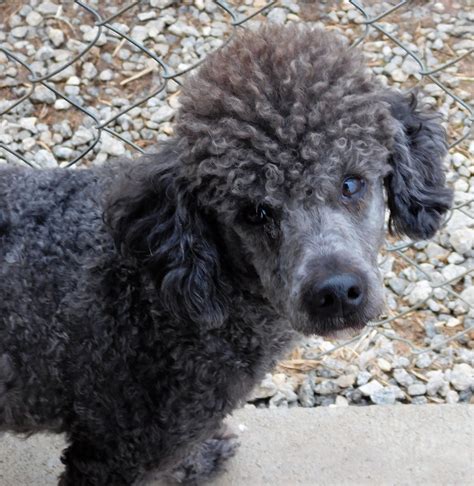 If you are looking to adopt a poodle in North Carolina, you might want to visit Carolina Poodle Rescue. This is an organization run by a dedicated team of staff and volunteers. Their goal is to rehabilitate and rehome poodles in need. They serve the areas of North and South Carolina, as well as have connections with a few other states.