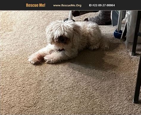 Find a Poodle puppy from reputable breeders near you in West Bloomfield, MI. Screened for quality. Transportation to West Bloomfield, MI available. Visit us now to find your dog.