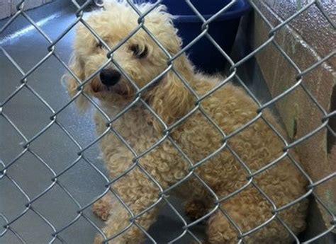 "Poodle for adoption in Boring, Oregon." - ♥ RESCUE ME! ♥ ۬ ... About . Adoption Fee: $100. Poodle. Age: Young Adult. Sex: Male. ADOPTION PENDING 2/20/23 ROMEO is a playful pup who loves attention and once he gets to know you are his person he will become very attached and want to be in your lap. He weighs 7 lbs. He has recently been ....