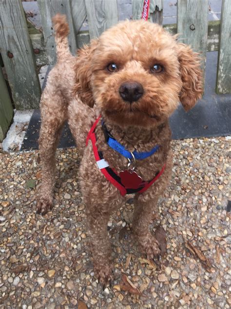 "Poodle for adoption in Richmond, Virginia." - ♥ RESCUE ME! ♥ ۬ « Back to View More Listings. Animal no longer available Visit a different page: Virginia Poodle Rescue View other Poodles for adoption. Rescue Me! View 200+ other breeds for adoption.. 