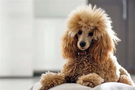 Poodles as pets a guide to the selection and care of poodles. - Leadership architect competency quick reference guide.