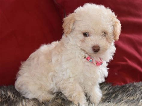 Browse Poodle puppies for sale near Hot Springs, AR. See Available Puppies About Poodles Near Hot Springs, AR Poodles are one of the most popular dogs in the world. They’re sweet, and make the perfect lap dogs. They’re a little goofy, bring a smile to the .... 