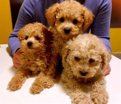 Our Poodles are bred to AKC breed standards. T hey are significantly smaller than the large standard poodle. Our Miniature Poodles stand at about 15 inches tall and weigh in between 11 to 15 pounds. Our Toy Poodles in particular are between 9 and 11 inches tall and weight 7 to 10 lbs. Poodles in general are an extremely smart breed, adaptable and easy to ….
