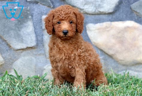 Poodles for sale nashville. .  ...
