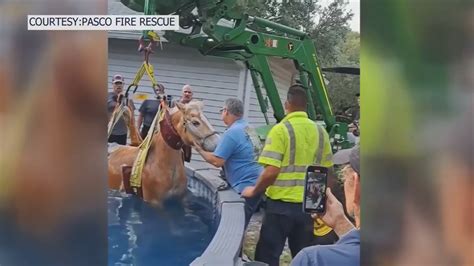 Pool day? Neigh! Firefighters in Pasco County rescue pet horse after ill-advised dive