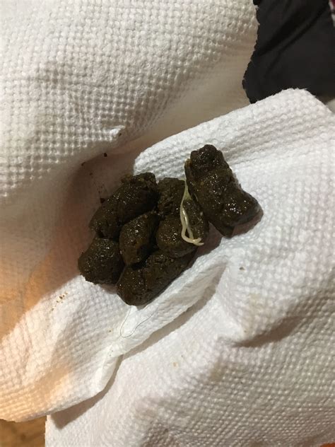 Poop white stringy stuff. It is always exciting getting new fish but some fish may have a deadly parasite that you cannot see at first, an internal parasite! Fortunately there is an ... 