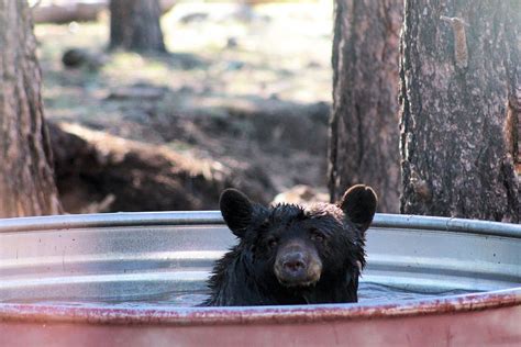 The Bear lost his temper in an instant, and sprang upon the log tooth and claw, to destroy the nest. But this only brought out the whole swarm. The poor Bear had to take to his heels, and he was able to save himself only by diving into a pool of water. 