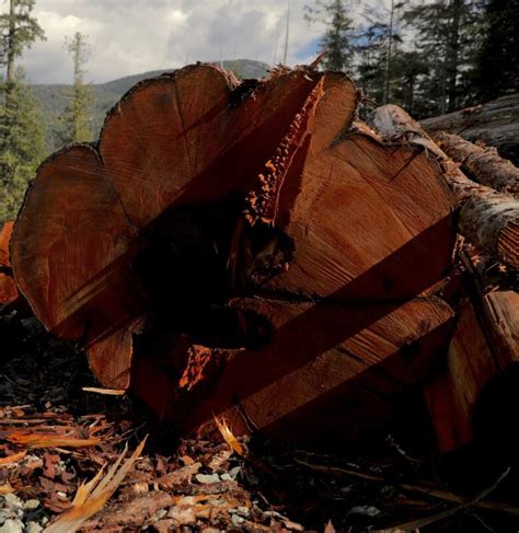 Poor data hinders B.C. old-growth logging deferrals, advocates say