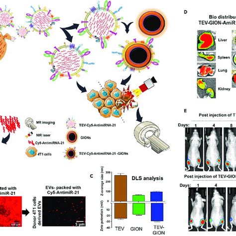 Pooyan MAKVANDI Researcher Biomaterials science and …