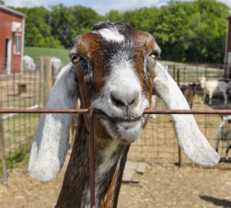 Poplar Hill Dairy Goat Farm Eat Well Guide