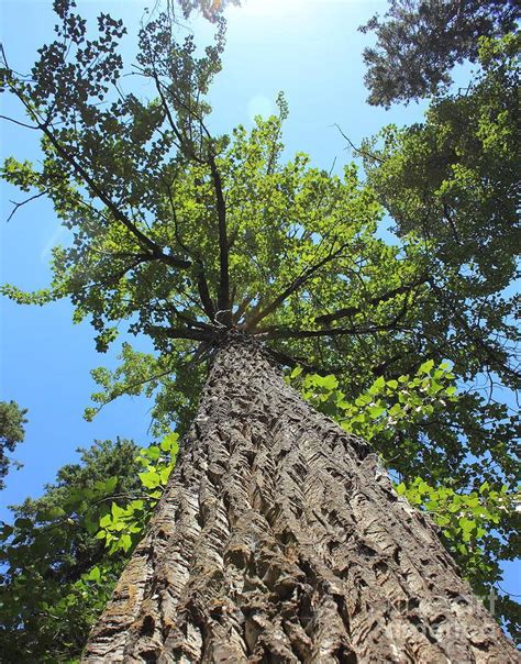 Poplar Is a Hardwood, but Is It Hard?