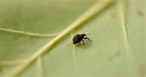 Poplar trees throughout state being attacked by weevil