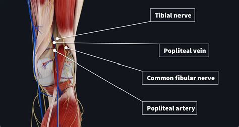 The popliteal artery is a continuation of the femoral artery as it exits the adductor canal (Hunter canal), which is the aponeurotic passageway from the anterior thigh to posterior leg . Within the popliteal fossa, the popliteal artery is the deepest structure and lies adjacent the knee joint capsule.. 