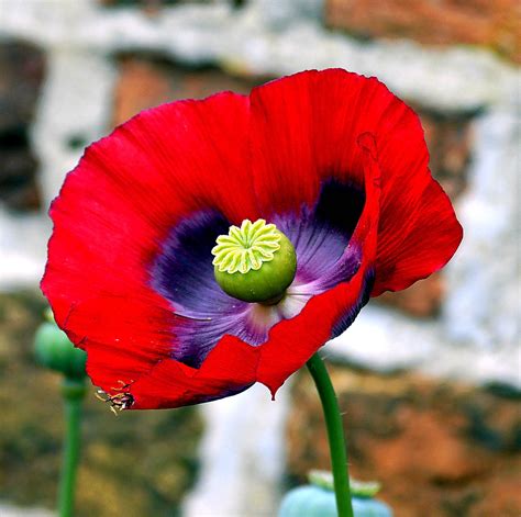 Poppy & seed. When to plant poppy seeds. Sow poppy seeds and other wildflowers in autumn or early spring. Planting poppy seeds in autumn will boost the number of blooms you get. Estimated time: 1-2 hours Season: Autumn, Spring Skill level: Easy. 