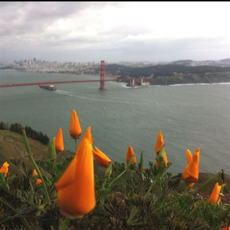 Poppy Castillo Instagram San Francisco