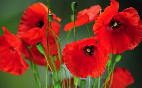 Poppy Display – Bing Wallpaper Download