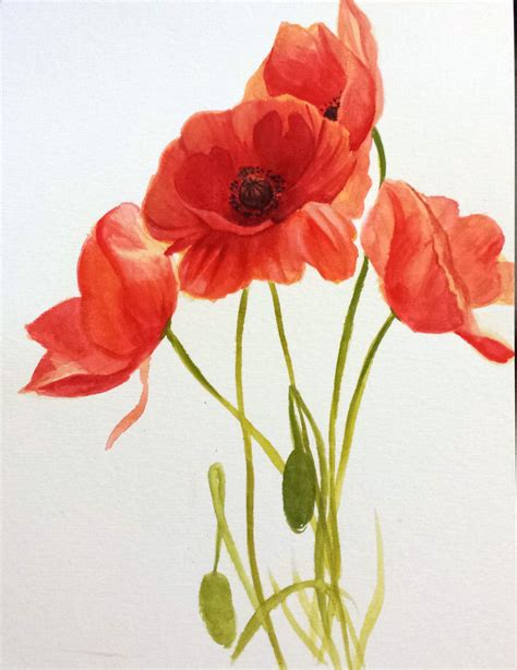 Poppy Drawing Flower