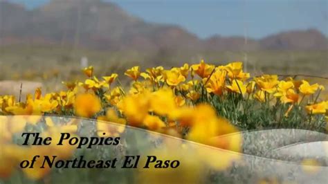 Poppy Field of El Paso - YouTube