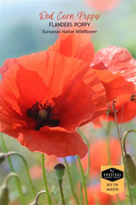 Poppy Flower Seeds – Veggie & Flower Garden Seeds