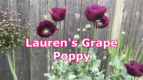 Poppy Lauren Whats App St Louis