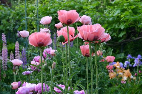 Poppy and peonies. Things To Know About Poppy and peonies. 