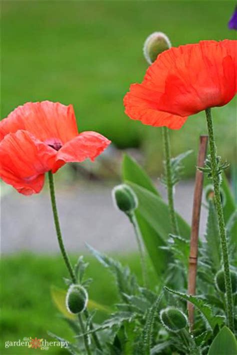 Poppy beginning to bloom Blog