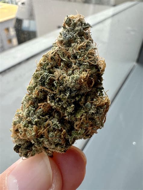 Popscotti strain. Biscotti strain, also known as Biscotti Kush, is an indica-dominant hybrid cannabis strain with roots in the Bay Area. Cookies Fam created this popular indica strain by crossing … 