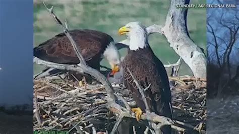Popular Standley Lake bald eagle pair loses eaglet