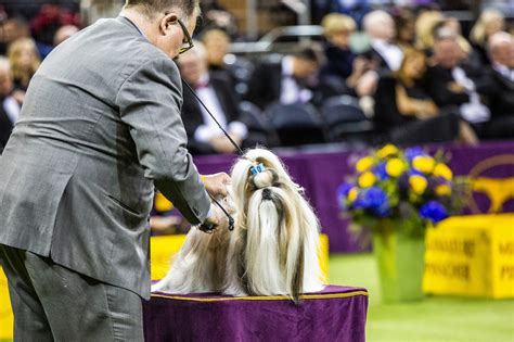 Popular US breeds that have never won the Westminster Dog Show