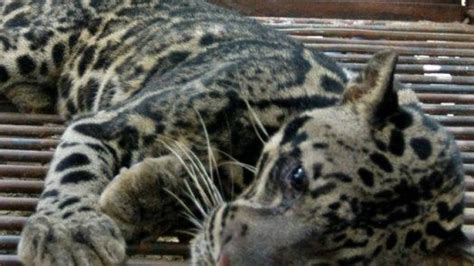 Populasi macan dahan sumatera. .  <a href=http://www.repper.ro/sites/default/fi...