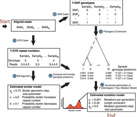 Population Scale Sequencing Data Enables Precise Estimates Of Y Str Mutation Rates Biorxiv