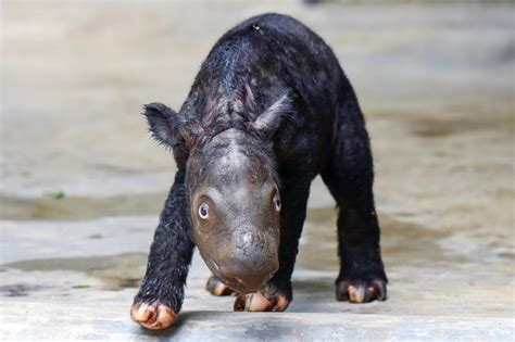 Population of endangered Sumatran rhinos is now one larger