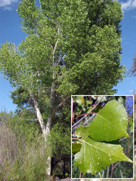 Populus &times;canadensis 'Robusta' &ndash; False Lombardy poplar