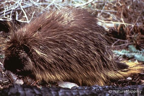 Porcupine Facts - NatureMapping